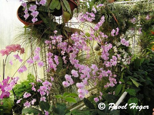 halaenopsis schilleriana